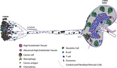 Growth and Immune Evasion of Lymph Node Metastasis
